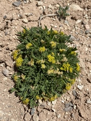 Lomatium minimum