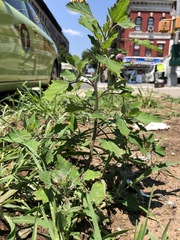 Chenopodium album
