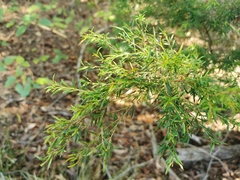 Melaleuca decora