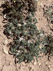 Oxytropis oreophila