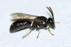 Hylaeus affinis