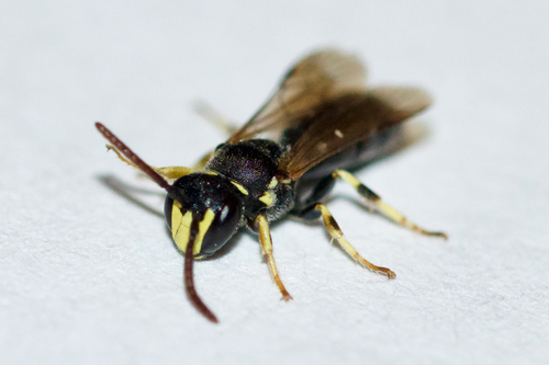 Eastern Masked Bee
