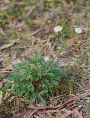 Trachymene composita composita