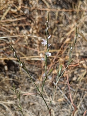 Polygonum spergulariiforme