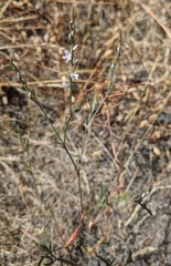 Polygonum spergulariiforme
