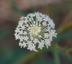 Trachymene composita composita