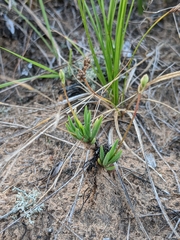 Phemeranthus rugospermus