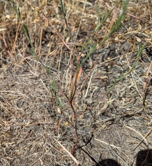 Polygonum spergulariiforme