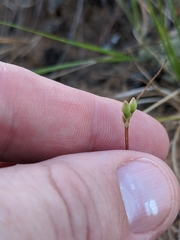 Phemeranthus rugospermus