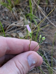 Phemeranthus rugospermus