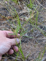 Phemeranthus rugospermus