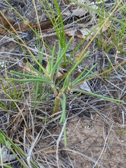 Phemeranthus rugospermus