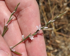 Polygonum spergulariiforme