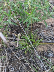 Phemeranthus rugospermus