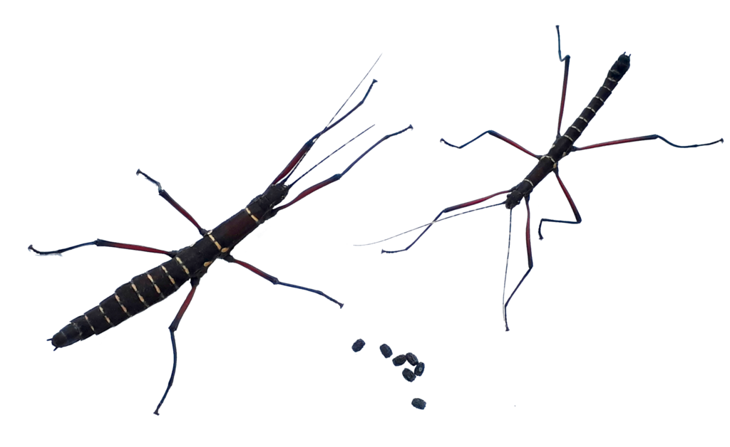 Urucumania borellii