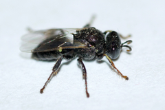 Oxybelus bipunctatus