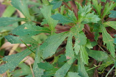 Trachymene composita composita