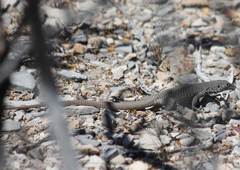 Aspidoscelis marmoratus