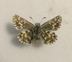 Pyrgus centaureae loki