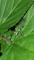 Tenthredo olivacea