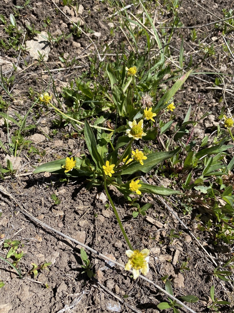 Ranunculus alismifolius montanus from Dixie National Forest, Cedar City ...
