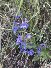 Penstemon pruinosus