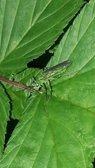 Tenthredo olivacea