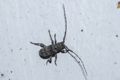 Ecyrus