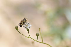 Copestylum apiciferum