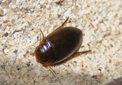 Copelatus