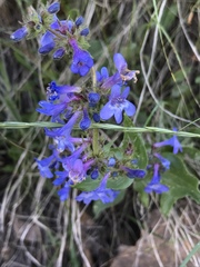 Penstemon pruinosus