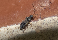 Pseudopachybrachius
