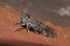 Melanoliarus placitus