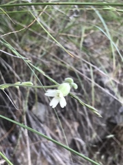 Silene douglasii