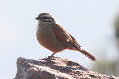 Emberiza capensis limpopoensis