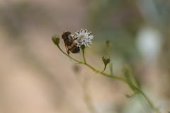 Copestylum apiciferum