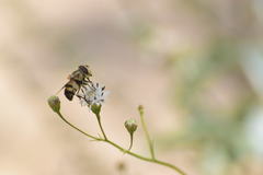 Copestylum apiciferum