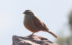 Emberiza capensis limpopoensis
