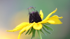 Toxorhynchites rutilus septentrionalis