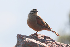 Emberiza capensis limpopoensis