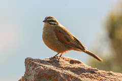 Emberiza capensis limpopoensis