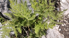 Cheilanthes leucopoda