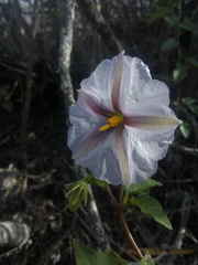 Lycianthes moziniana