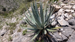 Agave univittata