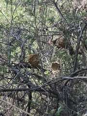 Gonolobus uniflorus
