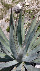 Agave univittata