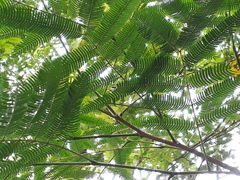 Cladoxerus cryphaleus