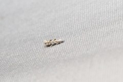 Phyllonorycter apparella