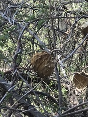 Gonolobus uniflorus