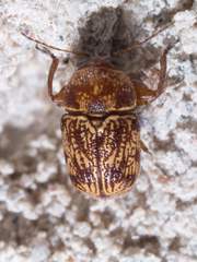 Pachybrachis turbidus